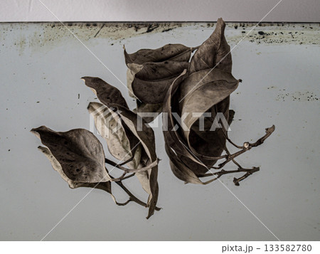The leaves are dry on the old mirror The leaves are dry on the old mirror 133582780