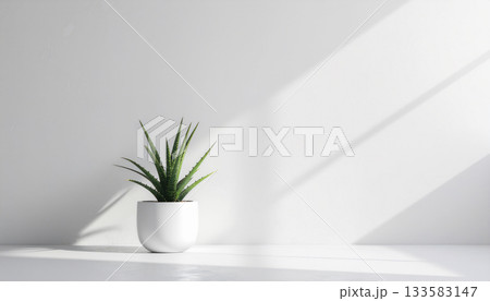 ミニマルな白い空間に置かれたアロエの観葉植物|自然光と影が美しいシンプルインテリア ミニマルな白い空間に置かれたアロエの観葉植物|自然光と影が美しいシンプルインテリア 133583147