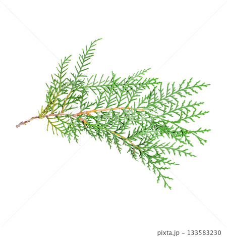 A photo of a green thuja branch on a white background A photo of a green thuja branch on a white background 133583230
