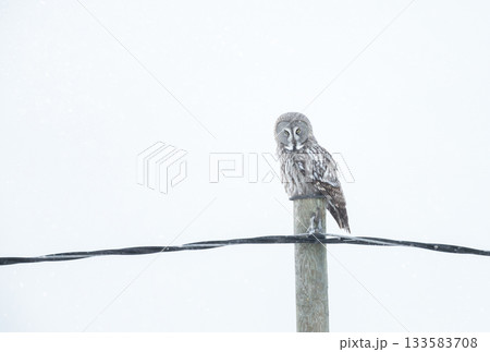 Great Grey Owl perched on a wooden post in a winter Great Grey Owl perched on a wooden post in a winter 133583708