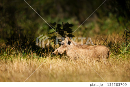 Wild common warthog foraging in natural Ethiopian habitat 133583709