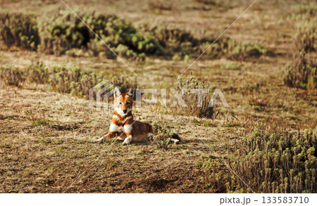 Rare endangered Ethiopian wolf resting in high-altitude grasslands of Ethiopian Highlands Rare endangered Ethiopian wolf resting in high-altitude grasslands of Ethiopian Highlands 133583710
