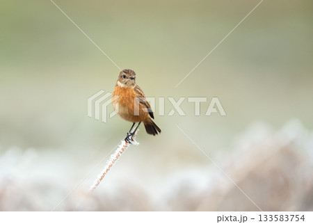 European Stonechat female perched on a frosty stick in winter 133583754