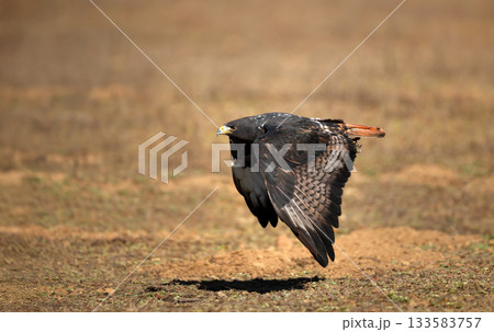 Dark morph Augur Buzzard in flight over Ethiopian highlands Dark morph Augur Buzzard in flight over Ethiopian highlands 133583757