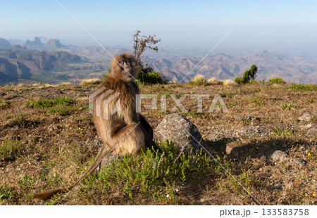 Male Gelada baboon sitting on grassy hillside in Simien mountains, Ethiopia 133583758