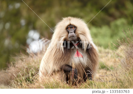 Portrait of male Gelada baboon in Simien mountains national park, Ethiopia 133583763