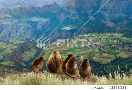 Group of Gelada baboons overlooking terraced Simien mountain landscape, Ethiopia 133583814