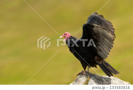 Turkey Vulture with wings spread on rock in the Falkland Islands 133583818