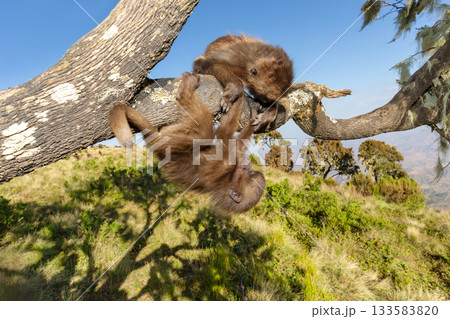 Close-up of two playful juvenile Gelada monkeys in Simien mountains, Ethiopia 133583820