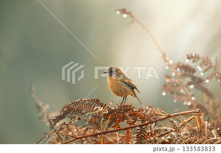 European Stonechat female perched on a fern branch 133583833