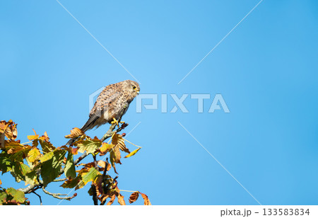 Female Common Kestrel perched on a tree branch 133583834