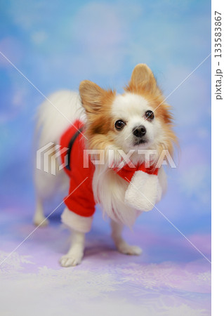 パピチワ クリスマス パピチワ クリスマス 133583867