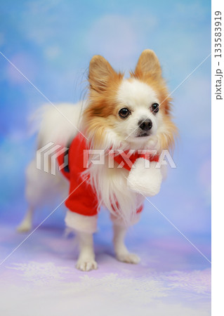 パピチワ クリスマス 133583919