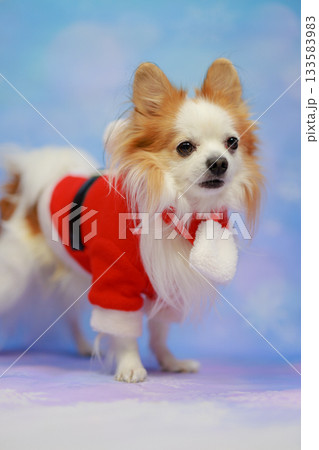 パピチワ クリスマス 133583983