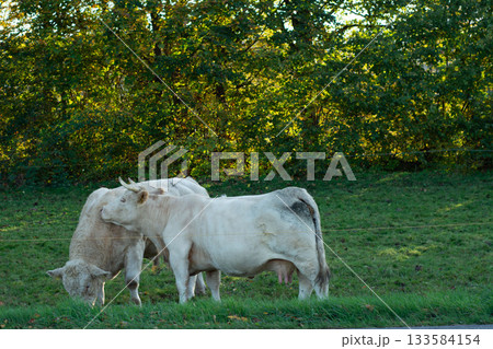 Cows grazing peacefully in a lush green pasture surrounded by vibrant trees during the golden hour of late afternoon 133584154