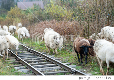Woolly travelers wander along abandoned railway tracks, grazing peacefully amidst vibrant greenery on a crisp morning 133584159