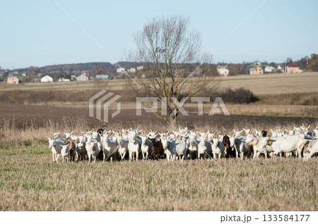 A large herd of goats grazes peacefully in a vast, open field, enjoying the warm sunlight under a clear blue sky on a tranquil autumn afternoon 133584177