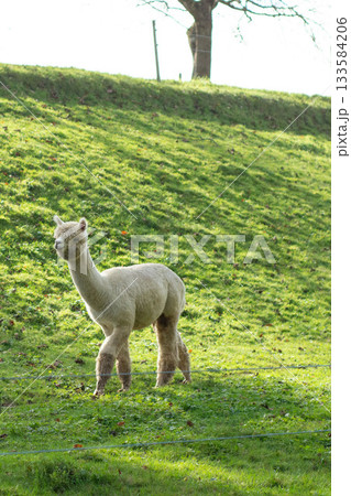 Soft and fluffy alpaca exploring a lush green pasture under the warm afternoon sun at a serene farm setting near the hills 133584206