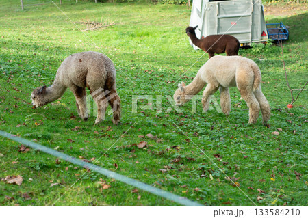 In a lush green field surrounded by nature, alpacas graze peacefully, basking in the warm, golden sunlight of the autumn season In a lush green field surrounded by nature, alpacas graze peacefully, basking in the warm, golden sunlight of the autumn season 133584210