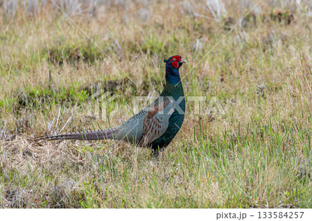 春の野に見つけたキジ 133584257