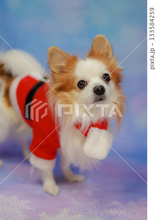 パピチワ クリスマス パピチワ クリスマス 133584259