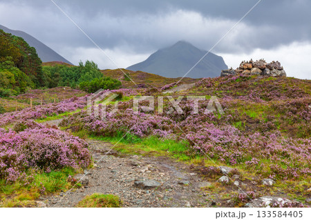 Heather-covered trail with cairn and misty mountains Isle of Skye Scotland UK 133584405