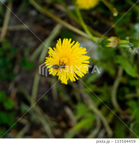Hand holding a dandellion flower. Dandellion closeup Hand holding a dandellion flower. Dandellion closeup 133584459