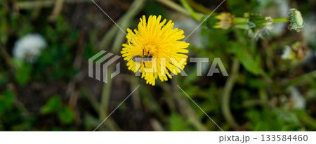 Hand holding a dandellion flower. Dandellion closeup 133584460
