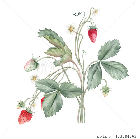 Composition with Wild Strawberry branches and white flower . Hand drawn watercolor illustration of Woodland strawberry plant green leaves and red wild berries on isolated background. 133584563