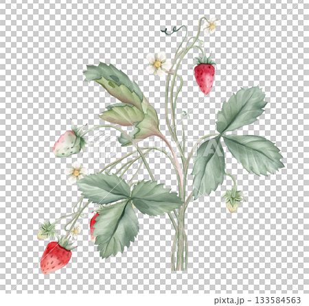 Composition with Wild Strawberry branches and white flower . Hand drawn watercolor illustration of Woodland strawberry plant green leaves and red wild berries on isolated background. 133584563