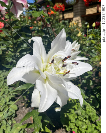 White Lilium Snowboard flower blooming in sunny summer garden White Lilium Snowboard flower blooming in sunny summer garden 133584907