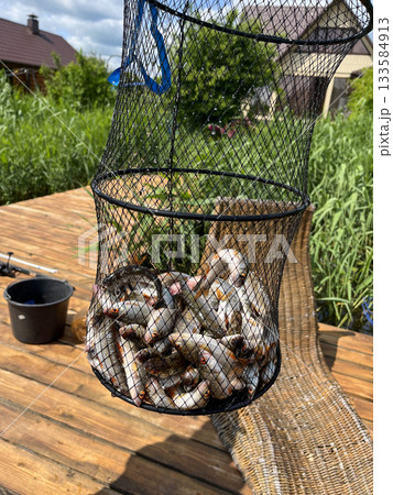 Full fishing catch in landing net on wooden pier in summer 133584913