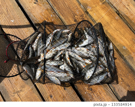 Full fishing catch in landing net on wooden pier in summer Full fishing catch in landing net on wooden pier in summer 133584914