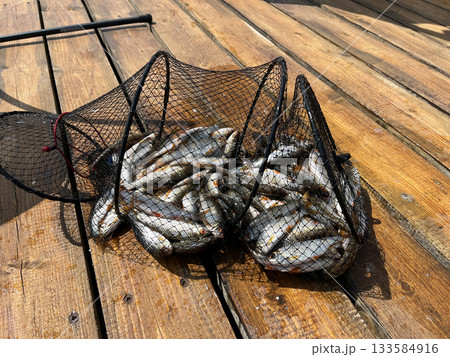 Full fishing catch in landing net on wooden pier in summer Full fishing catch in landing net on wooden pier in summer 133584916
