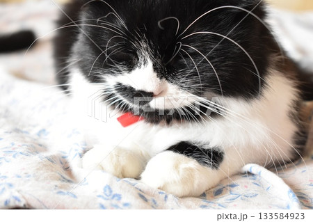 Sleepy black and white cat resting on soft bed closeup Sleepy black and white cat resting on soft bed closeup 133584923