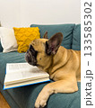 A French bulldog lies next to a book. The concept of education, curiosity, cozy lifestyle and animal humor. 133585302