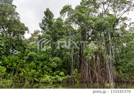 Boat trip on the Preguica River from Barreirinhas, Lencois Maranhenses to Atins, Maranhao, Brazil 133585370