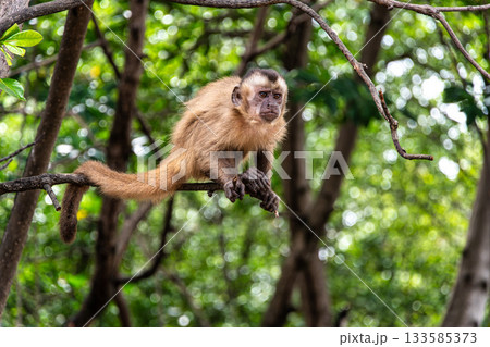 Little monkeys at the broom village in Vassouras, Barreirinhas, Maranhao, Brazil Little monkeys at the broom village in Vassouras, Barreirinhas, Maranhao, Brazil 133585373