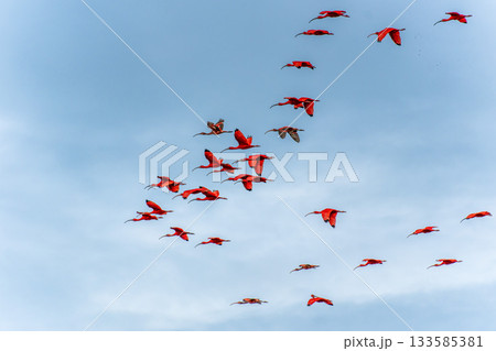 Scarlet ibis flying back home to their sleeping place, Revoada dos guaras on the Delta of the Parnaiba River in Brazil 133585381