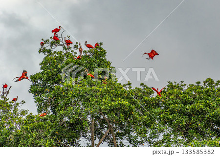 Scarlet ibis flying back home to their sleeping place, Revoada dos guaras on the Delta of the Parnaiba River in Brazil Scarlet ibis flying back home to their sleeping place, Revoada dos guaras on the Delta of the Parnaiba River in Brazil 133585382