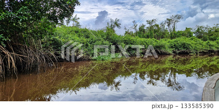Boat trip on the Igarape do Urubu River, Delta das Americas to Ilha das Canarias, Brazil. South America 133585390
