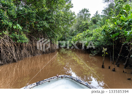 Boat trip on the Igarape do Urubu River, Delta das Americas to Ilha das Canarias, Brazil. South America 133585394