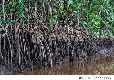 Boat trip on the Igarape do Urubu River, Delta das Americas to Ilha das Canarias, Brazil. South America 133585395