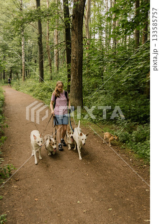 woman walks pack of dogs on leashes in a park. dog sitter, dog handler, trains pets. woman walks pack of dogs on leashes in a park. dog sitter, dog handler, trains pets. 133585757