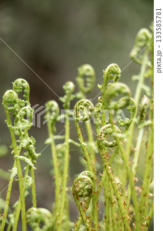 ferns with brown tips and green leaves. Ferns grow in field on hill. forest vegetation.  133585781