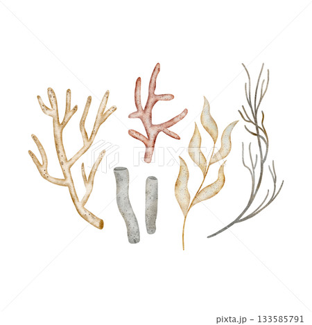 Corals, seaweed, sea twigs. Hand-drawn watercolor illustration of marine style plants. Clip art isolated from background, beige pastel color for design postcards, posters, packaging, invitations cards Corals, seaweed, sea twigs. Hand-drawn watercolor illustration of marine style plants. Clip art isolated from background, beige pastel color for design postcards, posters, packaging, invitations cards 133585791