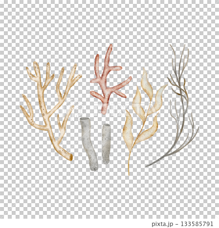Corals, seaweed, sea twigs. Hand-drawn watercolor illustration of marine style plants. Clip art isolated from background, beige pastel color for design postcards, posters, packaging, invitations cards Corals, seaweed, sea twigs. Hand-drawn watercolor illustration of marine style plants. Clip art isolated from background, beige pastel color for design postcards, posters, packaging, invitations cards 133585791