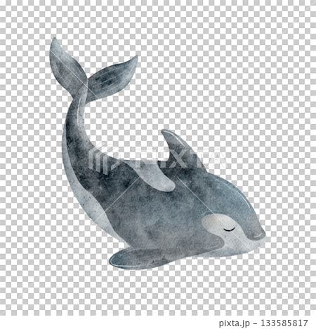 Whale killer, dark blue fish. Watercolor illustration of dolphin animal, hand-drawn in cute, childish style. The shark image is isolated from background for postcards posters clothing nursery stickers Whale killer, dark blue fish. Watercolor illustration of dolphin animal, hand-drawn in cute, childish style. The shark image is isolated from background for postcards posters clothing nursery stickers 133585817
