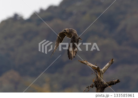 枯れ木から飛び出すノスリ 枯れ木から飛び出すノスリ 133585961
