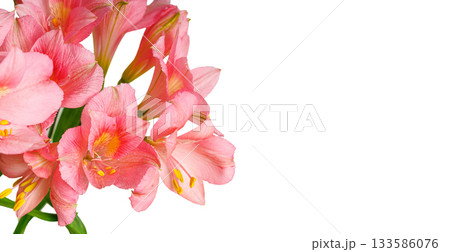 pink alstroemeria flower, Lily of the Incas, in vase on isolated white background pink alstroemeria flower, Lily of the Incas, in vase on isolated white background 133586076